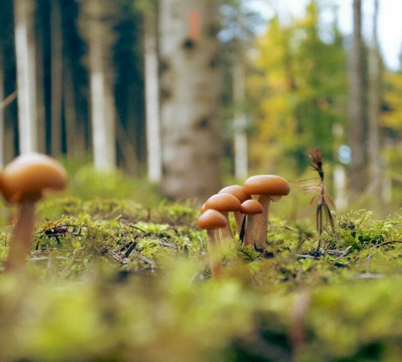 Magic Mushroom Dispensary | Magic Mushrooms Montreal Canada