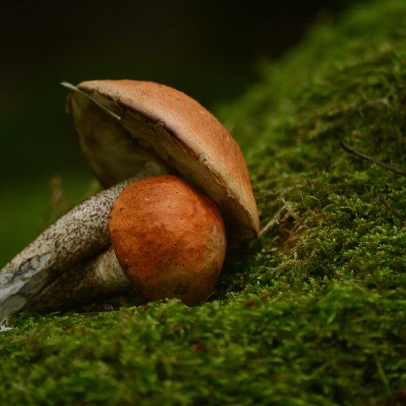 Mushroom Dispensary Vancouver | Magic Mushrooms Montreal Canada