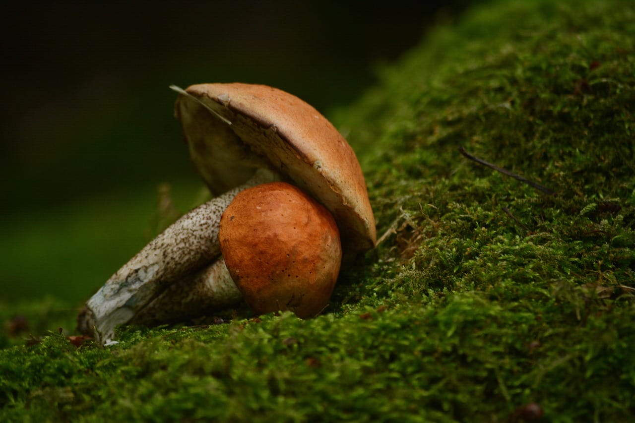 Vancouver Mushroom Dispensary: Five Exciting New Shroom Strains You Should Experience