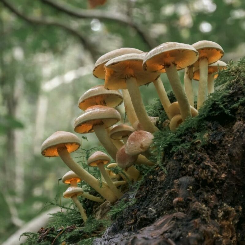 Shrooms online | Magic Mushrooms Montreal Canada