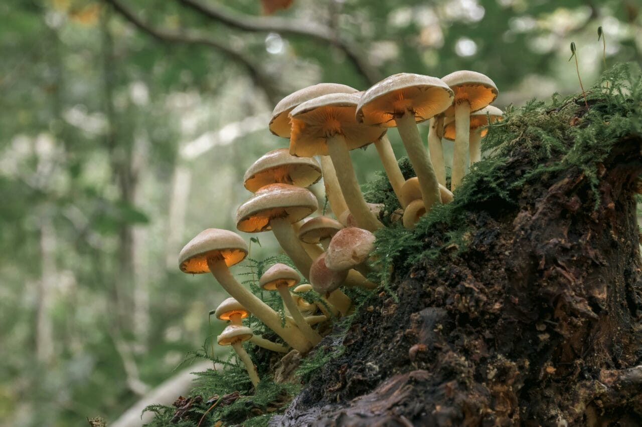 The Consumption of Psilocybin-Enriched Magic Mushrooms Enhances Sexual Performance and Satisfaction