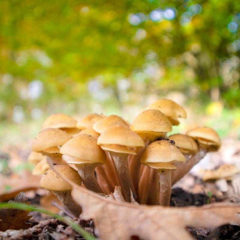 Shrooms Canada | Magic Mushrooms Montreal Canada