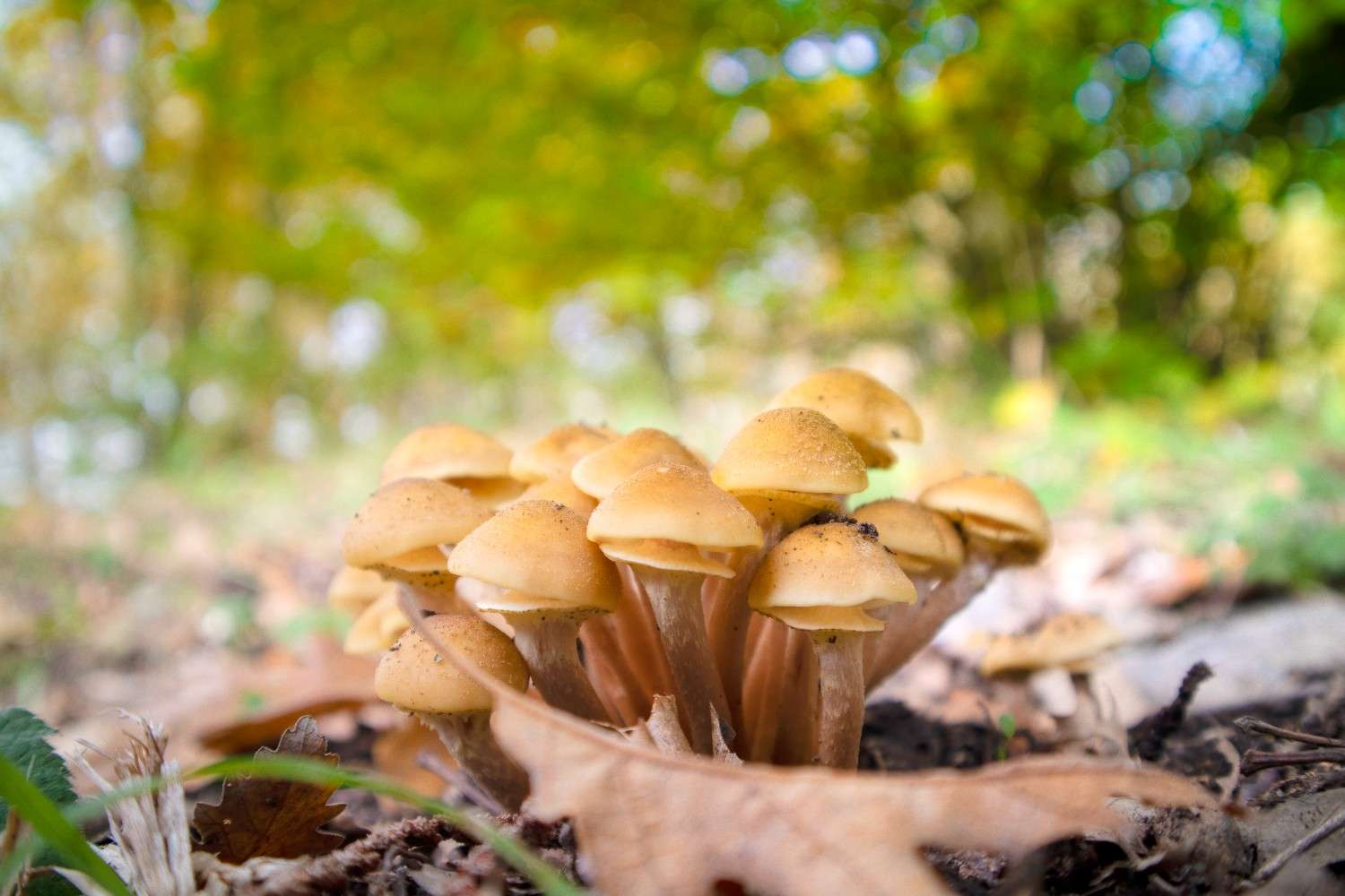 Psilocybin Mushrooms Reach Beyond Canada – The Global Phenomenon of Microdosing