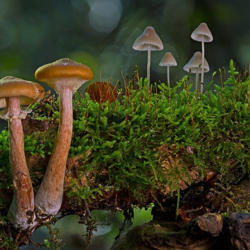 magic mushroom in Canada | Magic Mushrooms Montreal Canada