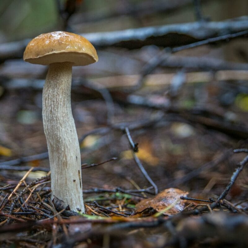 Shrooms online | Magic Mushrooms Montreal Canada