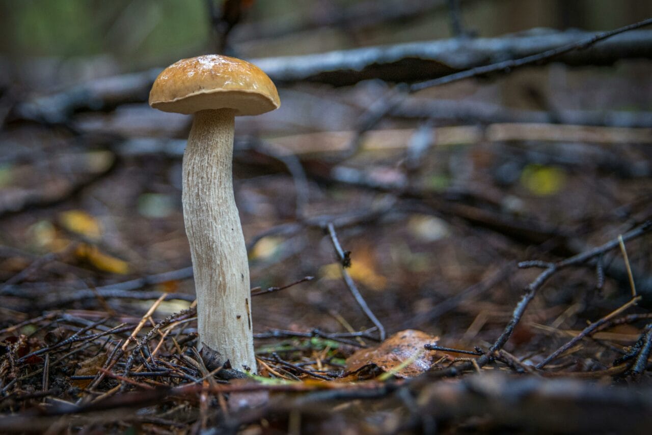 Recent Studies on Psychedelic Mushrooms Indicate Potential Mental Health Benefits from Extended Brain Alterations