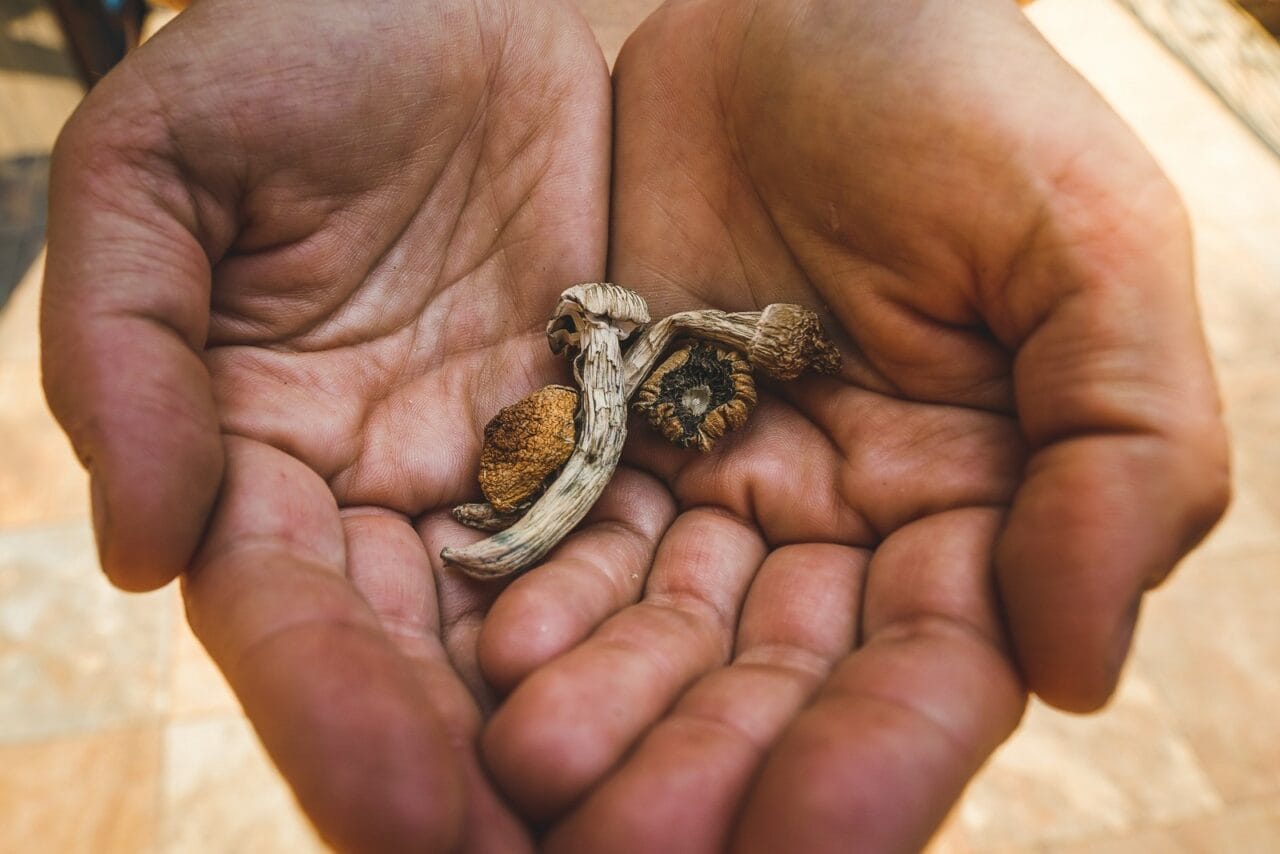 How Does the Experience with Dried Mushrooms Contrast with Other Psychedelics?