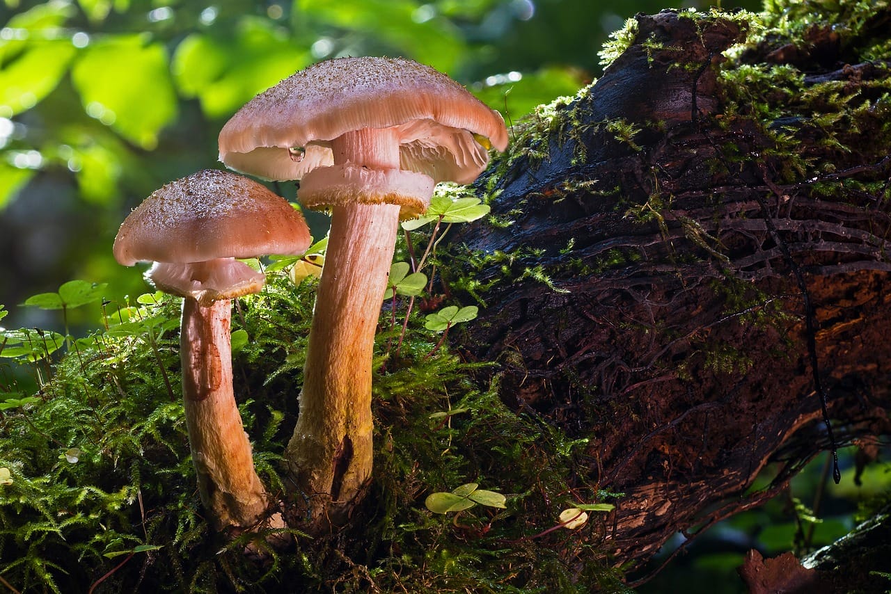 The Role of Psychedelic Magic Mushrooms – Did They Catalyze Our Evolution as a Species?