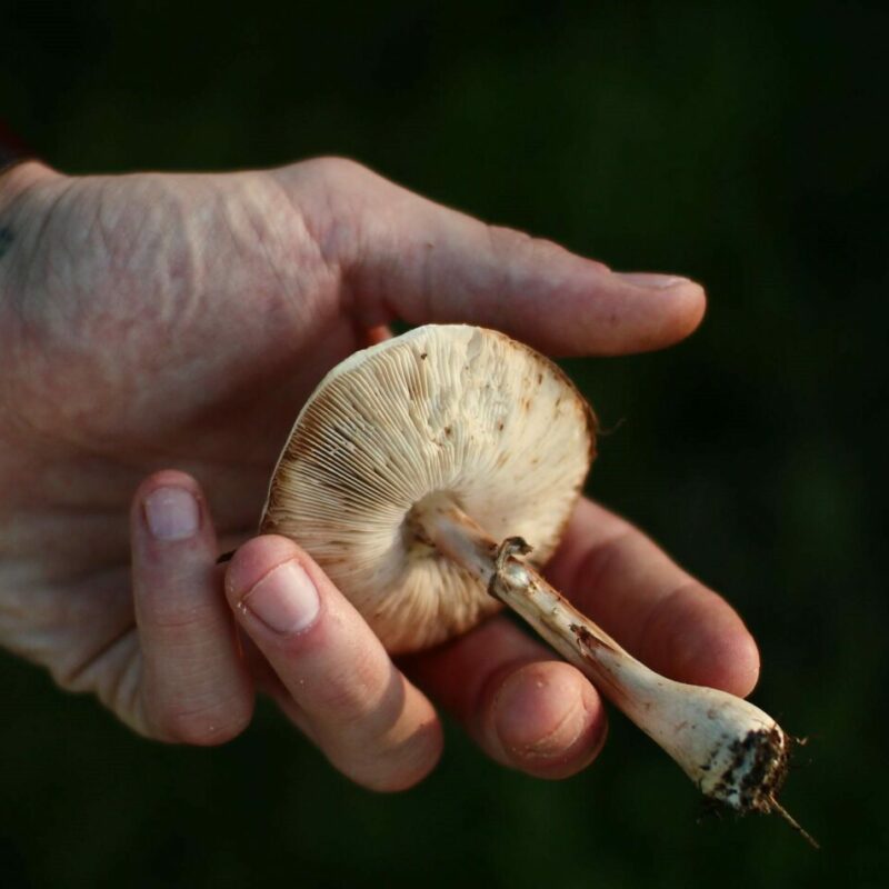 Shrooms | Magic Mushrooms Montreal Canada