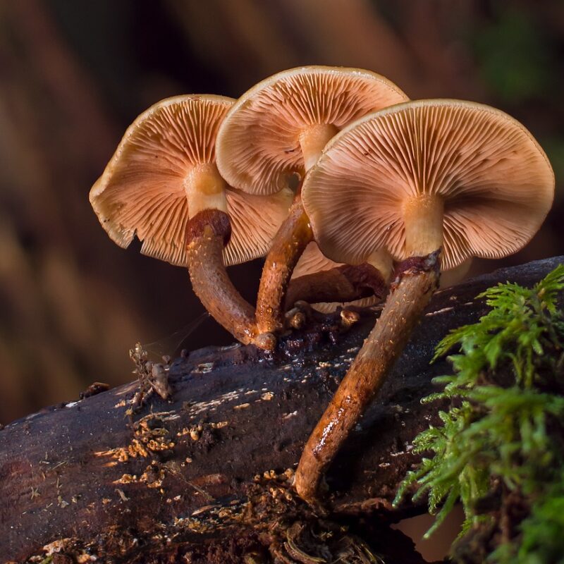 alacabenzi strain | Magic Mushrooms Montreal Canada