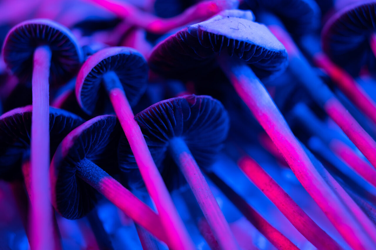 Shroom edibles