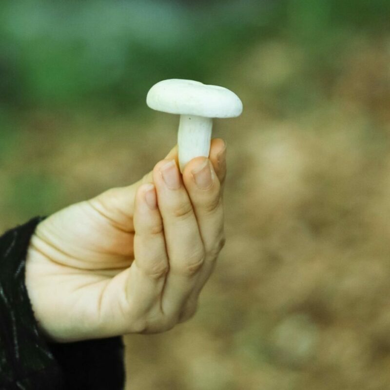 shrooms online in Canada | Magic Mushrooms Montreal Canada