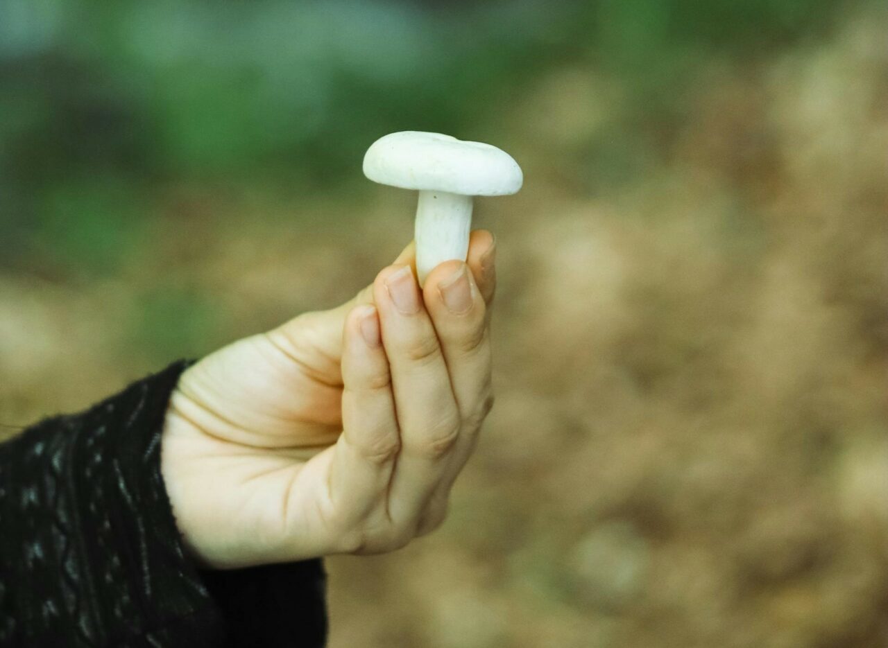 Discover Five Mushroom Categories Suited for Every Psychedelic Aficionado