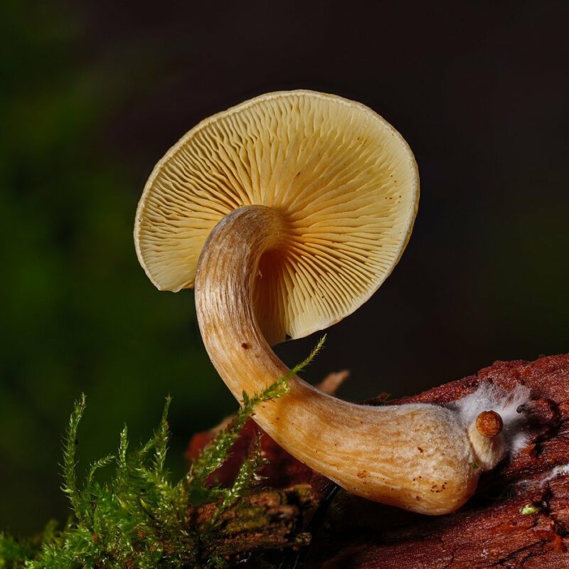 Alacabenzi Strain | Magic Mushrooms Montreal Canada