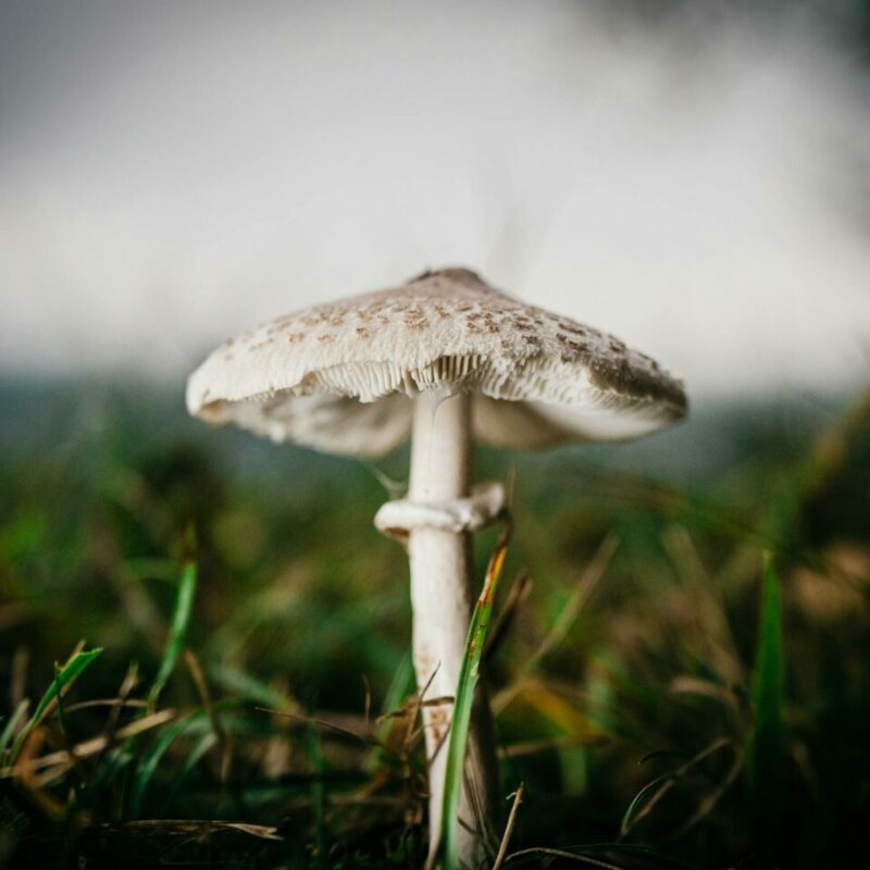 White Monster | Magic Mushrooms Montreal Canada