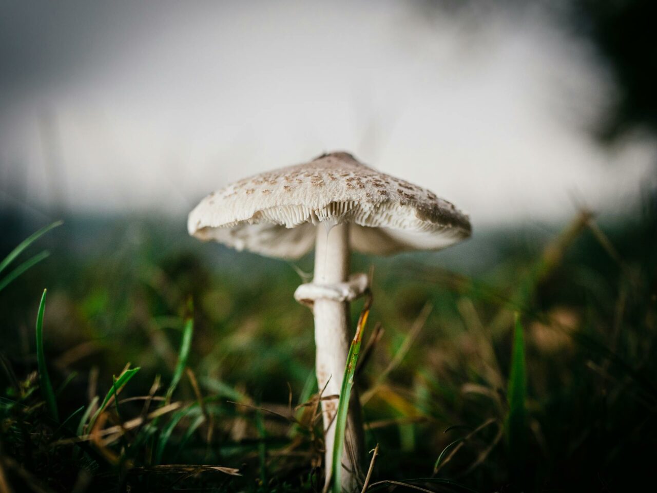 Which Complements Should You Choose for White Monster Magic Mushrooms to Heighten Your Experience?