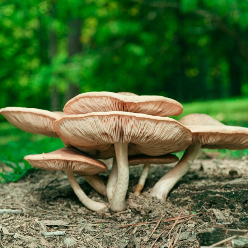 Big Daddy Mushroom | Magic Mushrooms Montreal Canada