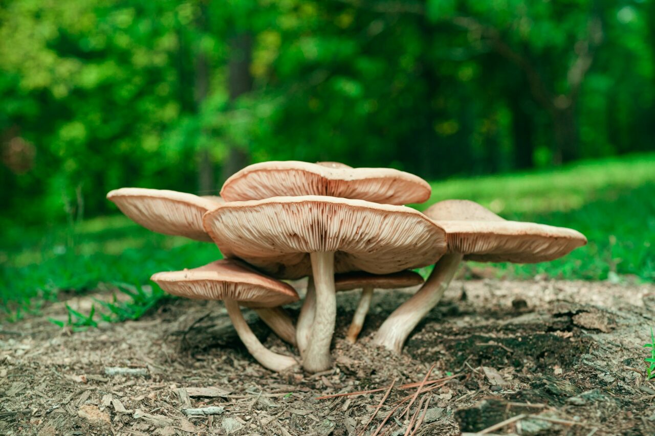 Experienced the Big Daddy Mushroom during a Hike — Would Definitely Recommend with a 10/10 Score