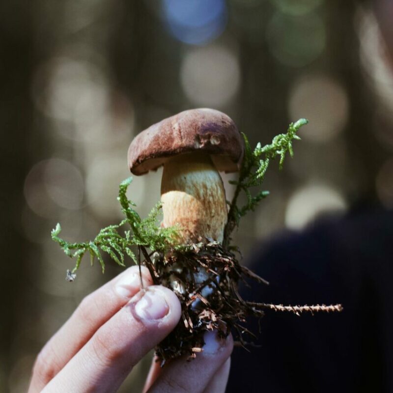 Buy Shrooms | Magic Mushrooms Montreal Canada