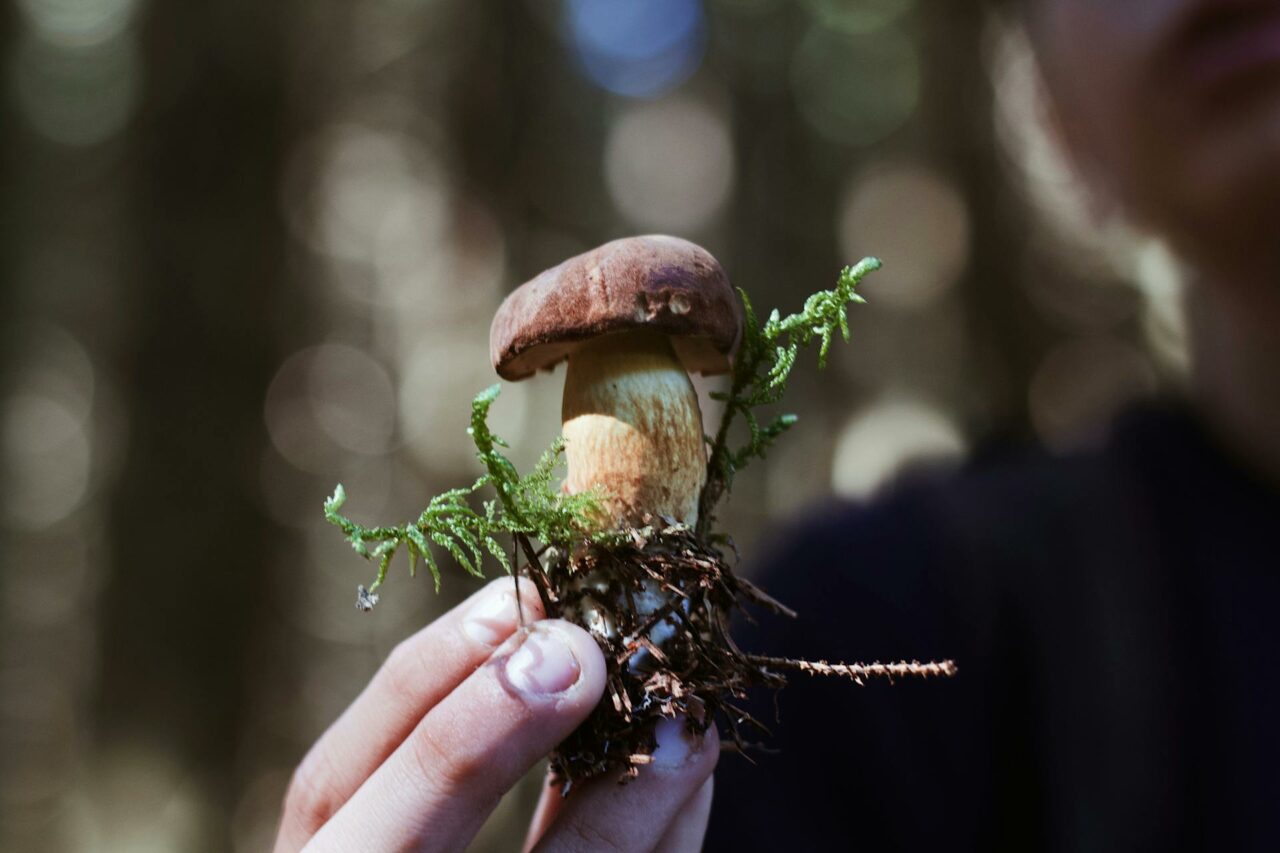 Purchasing Psychedelic Mushrooms Online? A Retired Individual Regrets Not Using Psilocybin 45 Years Earlier