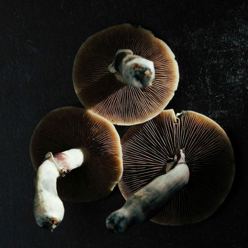 Magic Mushroom Canada | Magic Mushrooms Montreal Canada
