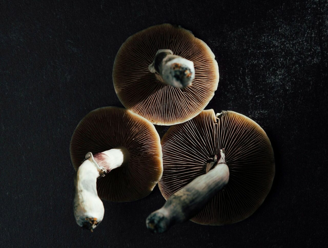 Canada’s Magic Mushroom – Specialists Illuminate Why Natural Psilocybin Has a Stronger Impact Than Its Lab-Created Counterpart