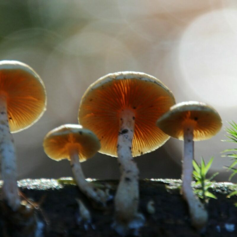 Magic Mushroom Delivery | Magic Mushrooms Montreal Canada