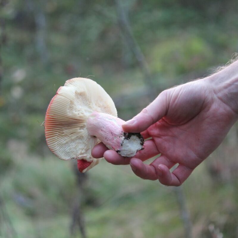 Magic Mushroom Delivery | Magic Mushrooms Montreal Canada