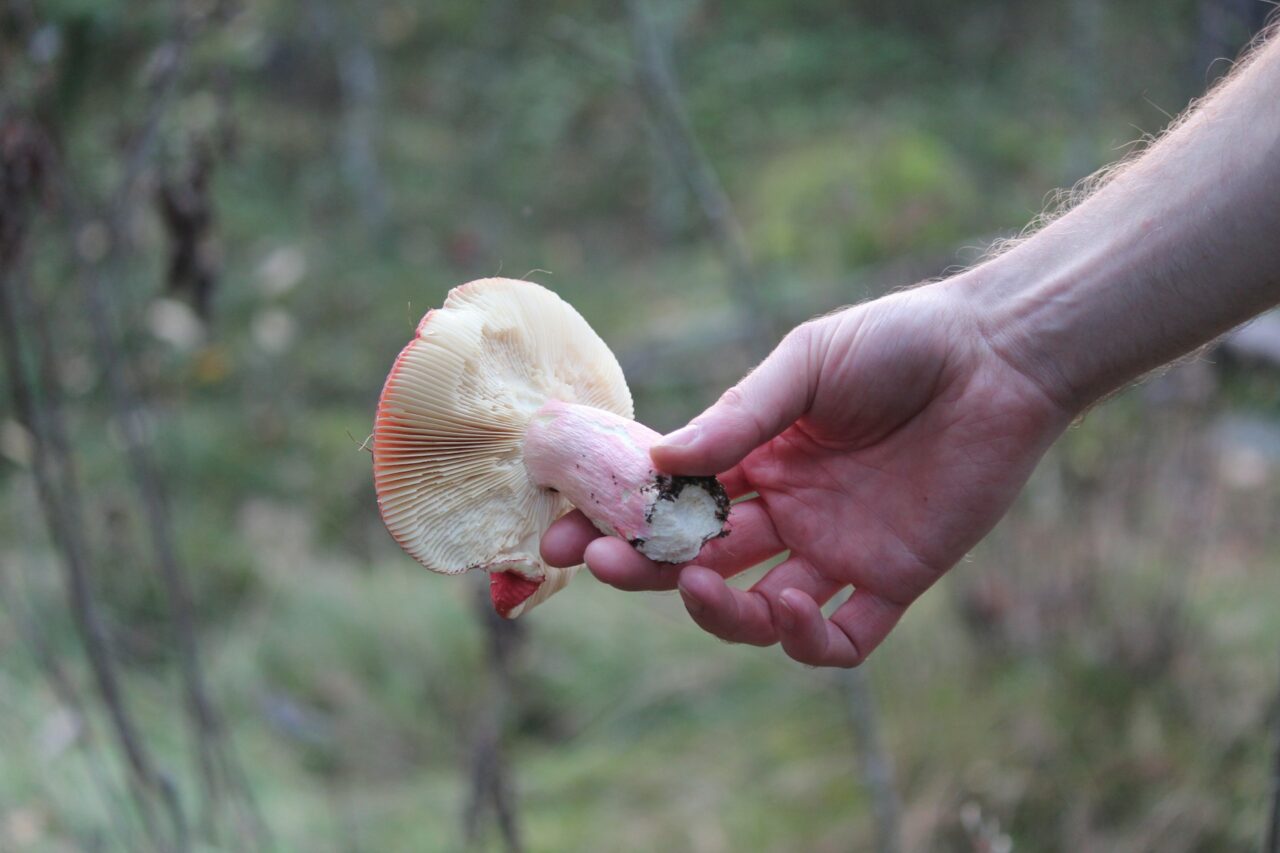 Magic Mushroom Delivery Assists in the Recovery of Paralyzed Mountain Sports Enthusiasts