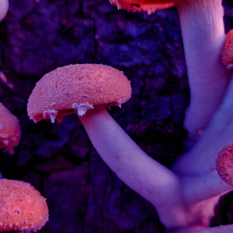 Mushroom Dispensary | Magic Mushrooms Montreal Canada