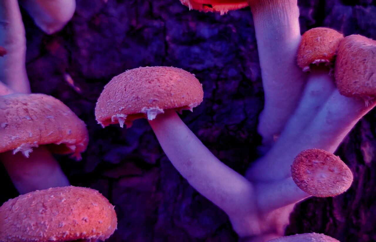 How Psilocybin, Obtained From a Mushroom Dispensary, Could Potentially Reconfigure Minds Suffering From HIV-Related Guilt