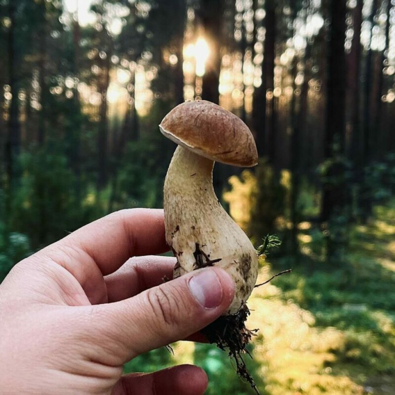 Shrooms Delivery Canada | Magic Mushrooms Montreal Canada