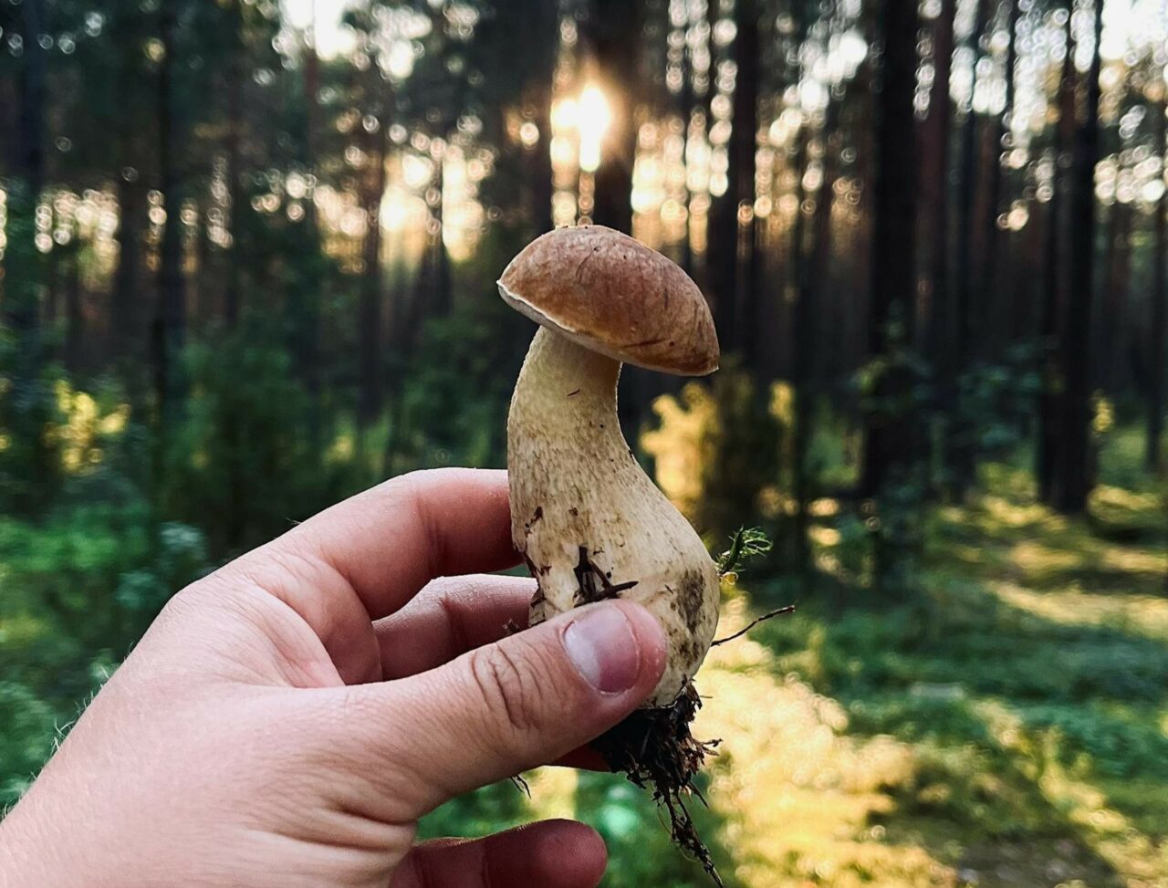 Explore the Comparative Efficiency of Psilocybin and Escitalopram/Esketamine with ShroomsDeliveryCanada