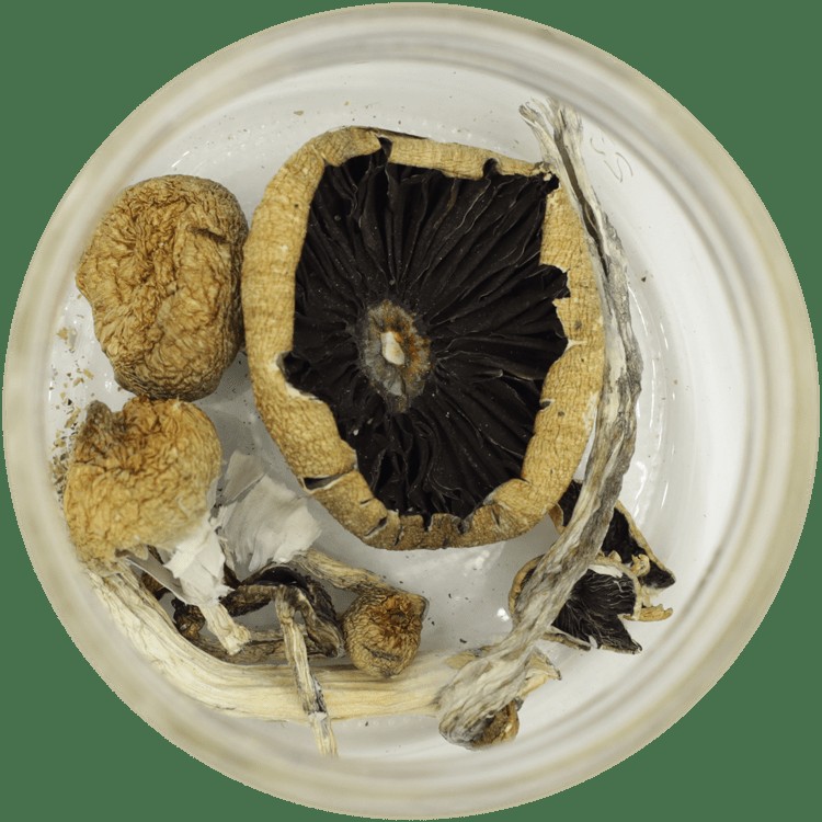  | Magic Mushrooms Montreal Canada