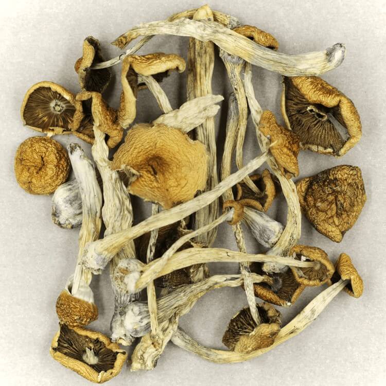  | Magic Mushrooms Montreal Canada