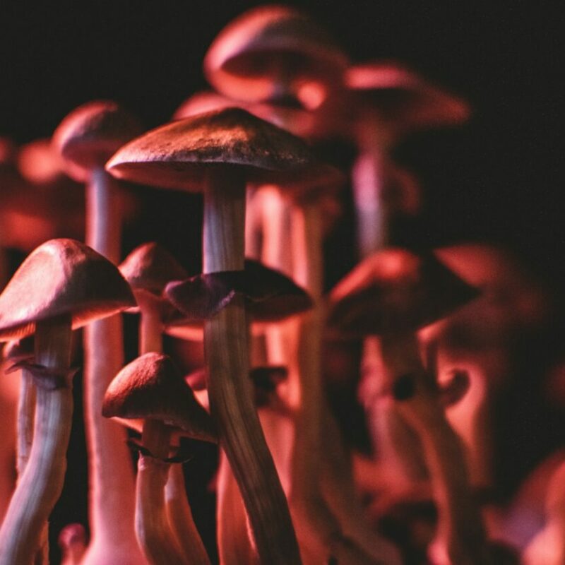  | Magic Mushrooms Montreal Canada